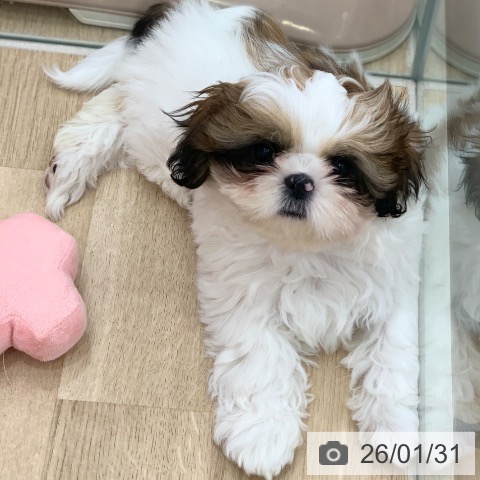 岐阜県のシーズー (ペットプラス 光ケ丘店/2025年11月10日生まれ/女の子/ゴールドホワイト)の子犬の3枚目の画像