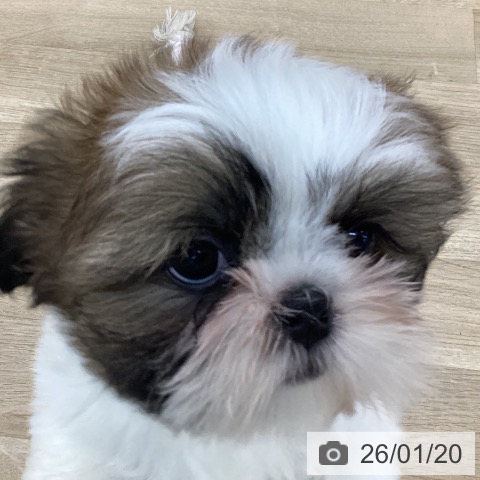 シー・ズーの写真