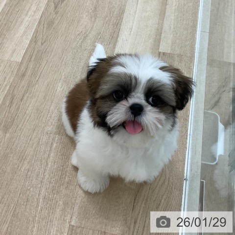 シー・ズーの写真