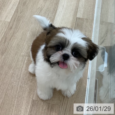 シー・ズーの写真