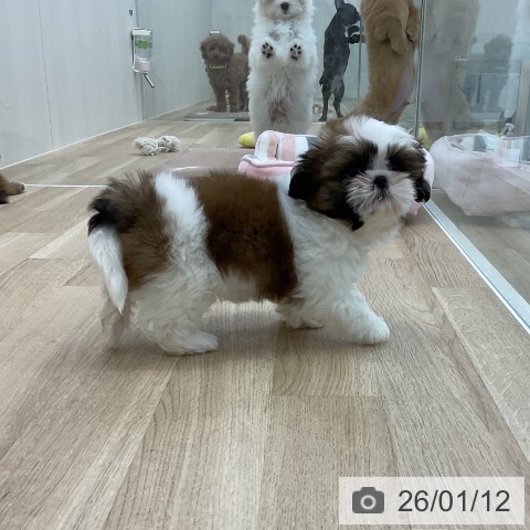 シー・ズーの写真