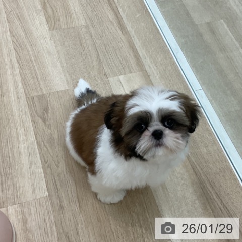 シー・ズーの写真