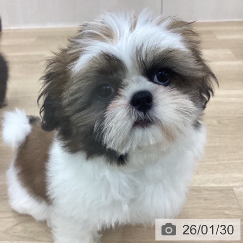 シー・ズーの写真