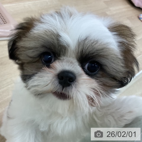 愛知県のシーズー (ペットプラス みなと店/2025年11月10日生まれ/女の子/ゴールドホワイト)の子犬の4枚目の画像