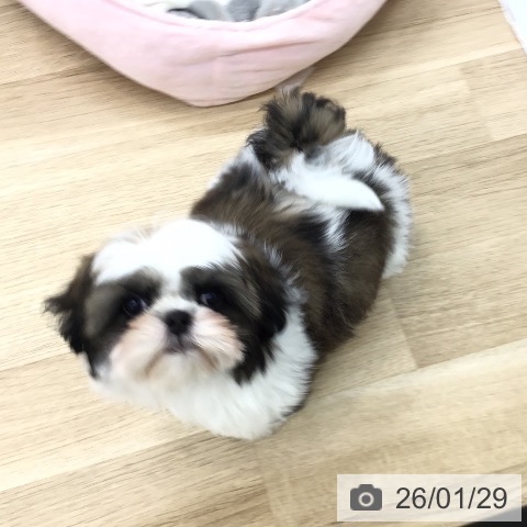 シー・ズーの写真