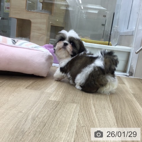 シー・ズーの写真