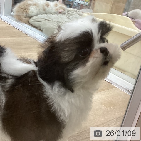 愛知県のシーズー (ペットプラス 千音寺店/2025年11月10日生まれ/女の子/ゴールドホワイト)の子犬の4枚目の画像