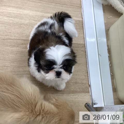 愛知県のシーズー (ペットプラス 千音寺店/2025年11月10日生まれ/女の子/ゴールドホワイト)の子犬の3枚目の画像