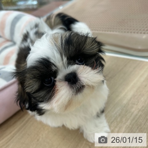 愛知県のシーズー (ペットプラス 千音寺店/2025年11月10日生まれ/女の子/ゴールドホワイト)の子犬の3枚目の画像