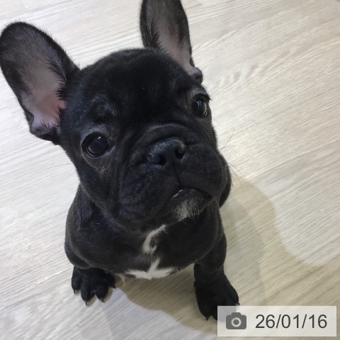 富山県のフレンチブルドッグ (ペットプラス 高岡店/2025年11月10日生まれ/男の子/ブリンドル)の子犬の4枚目の画像