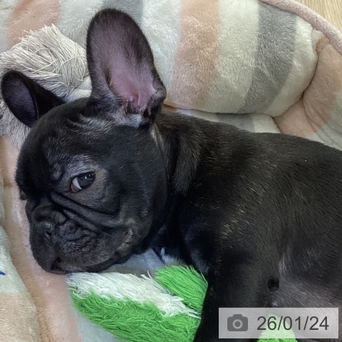 富山県のフレンチブルドッグ (ペットプラス 高岡店/2025年11月10日生まれ/男の子/ブリンドル)の子犬の3枚目の画像