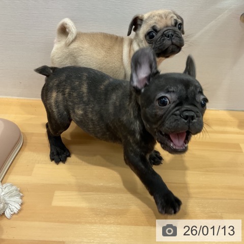 愛知県のフレンチブルドッグ (ペットプラス 名古屋茶屋店/2025年11月10日生まれ/男の子/ブリンドル)の子犬の4枚目の画像