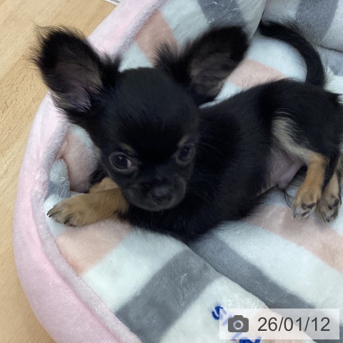 石川県のチワワ(ロング) (ペットプラス 新小松店/2025年11月8日生まれ/男の子/ブラックタン)の子犬の4枚目の画像