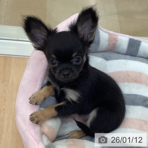 石川県のチワワ(ロング) (ペットプラス 新小松店/2025年11月8日生まれ/男の子/ブラックタン)の子犬の3枚目の画像