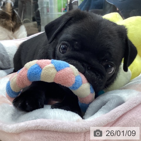 石川県のパグ (ペットプラス 白山店/2025年11月8日生まれ/男の子/ブラック)の子犬の3枚目の画像