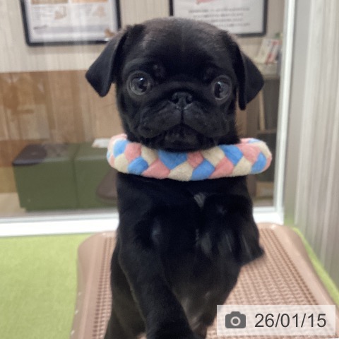 石川県のパグ (ペットプラス 白山店/2025年11月8日生まれ/男の子/ブラック)の子犬の4枚目の画像