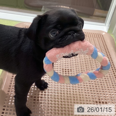 石川県のパグ (ペットプラス 白山店/2025年11月8日生まれ/男の子/ブラック)の子犬の3枚目の画像