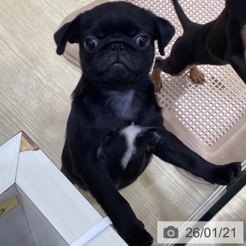 愛知県のパグ (ペットプラス イオンモール長久手店/2025年11月8日生まれ/男の子/ブラック)の子犬の4枚目の画像