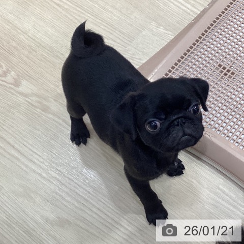 愛知県のパグ (ペットプラス イオンモール長久手店/2025年11月8日生まれ/男の子/ブラック)の子犬の3枚目の画像