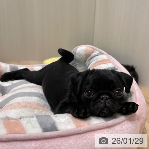パグの写真