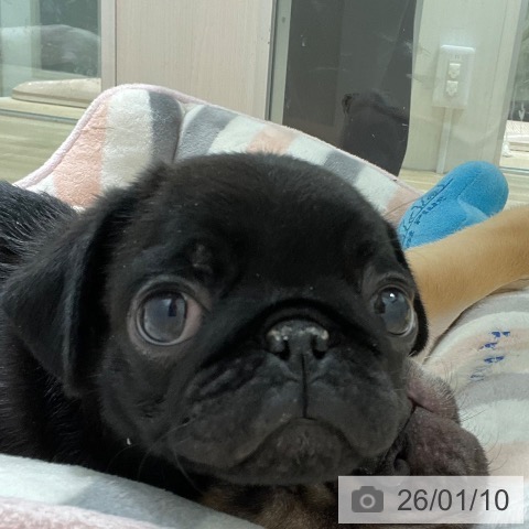 愛知県のパグ (ペットプラス 則武新町店/2025年11月8日生まれ/男の子/ブラック)の子犬の3枚目の画像