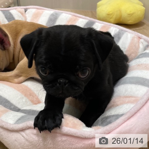 愛知県のパグ (ペットプラス 則武新町店/2025年11月8日生まれ/男の子/ブラック)の子犬の3枚目の画像