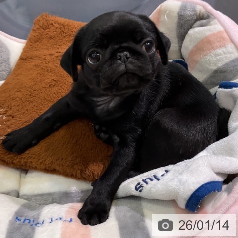 愛知県のパグ (ペットプラス 岡崎店/2025年11月8日生まれ/女の子/ブラック)の子犬の4枚目の画像