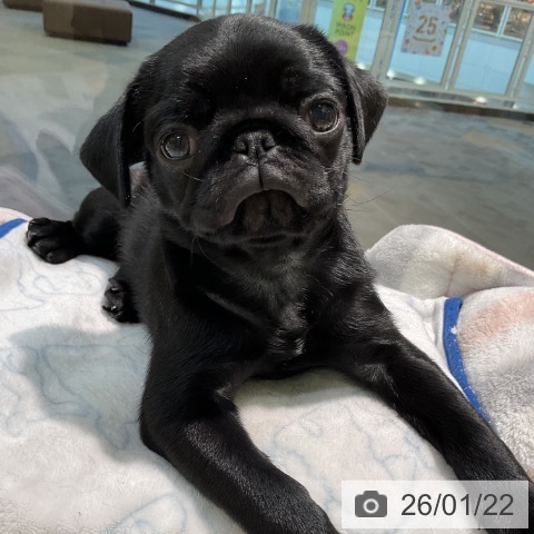 愛知県のパグ (ペットプラス 岡崎店/2025年11月8日生まれ/女の子/ブラック)の子犬の4枚目の画像