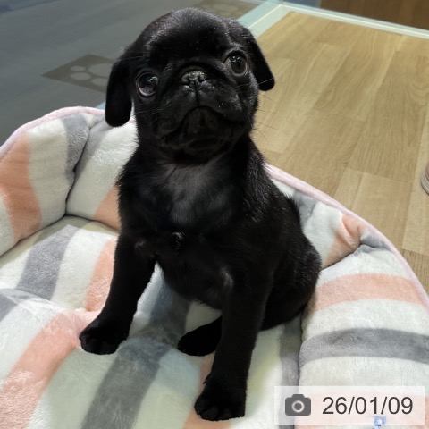 愛知県のパグ (ペットプラス 岡崎店/2025年11月8日生まれ/女の子/ブラック)の子犬の3枚目の画像