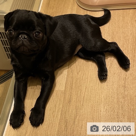 愛知県のパグ (ペットプラス イオンモール豊川店/2025年11月8日生まれ/女の子/ブラック)の子犬の3枚目の画像