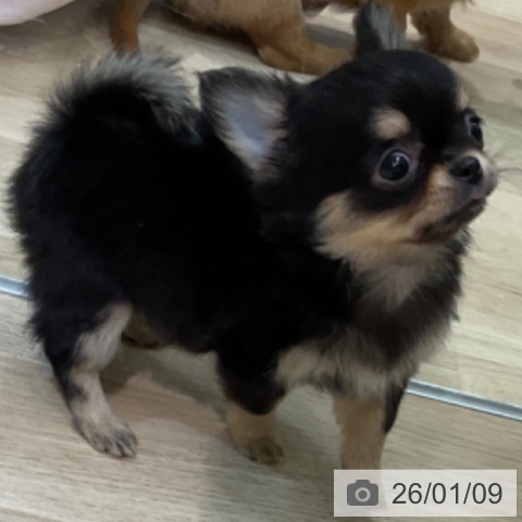 愛知県のチワワ(ロング) (ペットプラス 岡崎店/2025年11月8日生まれ/女の子/ブラックタン)の子犬の4枚目の画像