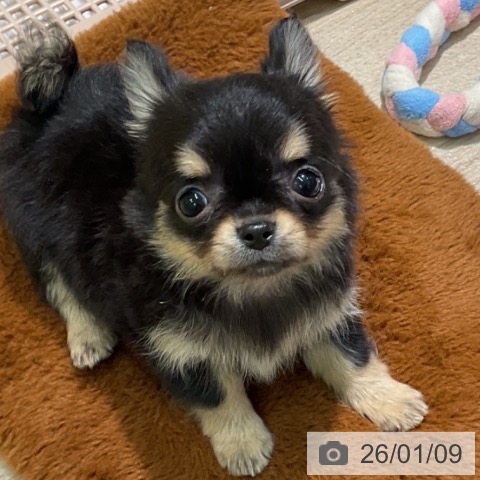 愛知県のチワワ(ロング) (ペットプラス 岡崎店/2025年11月8日生まれ/女の子/ブラックタン)の子犬の3枚目の画像