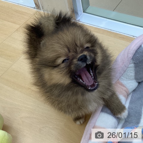 愛知県のポメラニアン (ペットプラス 三好店/2025年11月3日生まれ/女の子/オレンジ)の子犬の3枚目の画像