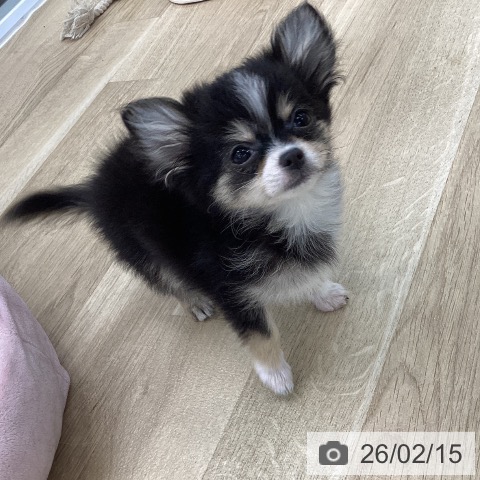愛知県のチワワ(ロング) (ペットプラス 豊橋牧野店/2025年11月10日生まれ/男の子/ブラックタンホワイト)の子犬の4枚目の画像