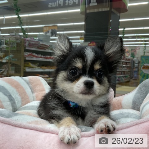 愛知県のチワワ(ロング) (ペットプラス 豊橋牧野店/2025年11月10日生まれ/男の子/ブラックタンホワイト)の子犬の4枚目の画像