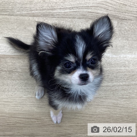 愛知県のチワワ(ロング) (ペットプラス 豊橋牧野店/2025年11月10日生まれ/男の子/ブラックタンホワイト)の子犬の3枚目の画像