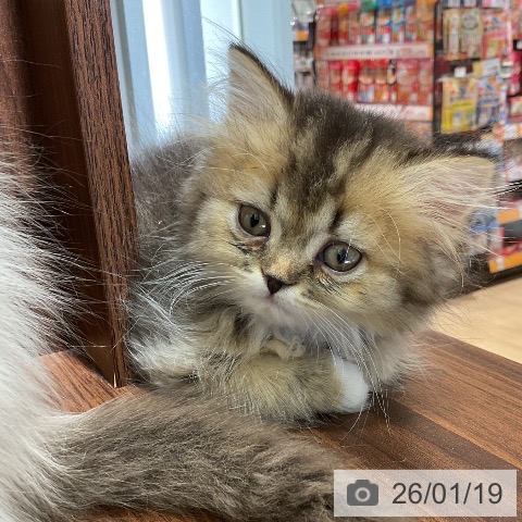 愛知県のスコティッシュフォールド (ペットプラス イオンモール豊川店/2025年11月12日生まれ/男の子/ブラウンタビーホワイト)の子猫の4枚目の画像