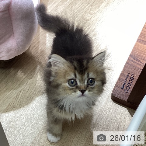 愛知県のスコティッシュフォールド (ペットプラス イオンモール豊川店/2025年11月12日生まれ/男の子/ブラウンタビーホワイト)の子猫の3枚目の画像