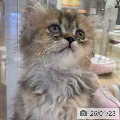 愛知県のスコティッシュフォールド (ペットプラス イオンモール豊川店/2025年11月12日生まれ/男の子/ブラウンタビーホワイト)の子猫の3枚目の画像