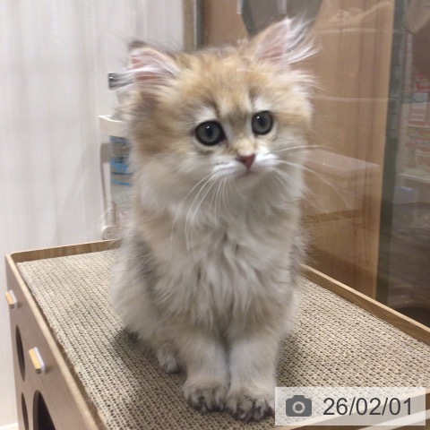 神奈川県のスコティッシュフォールド (ペットプラス 川崎ルフロン店/2025年11月12日生まれ/女の子/シェーデットゴールデン)の子猫の4枚目の画像