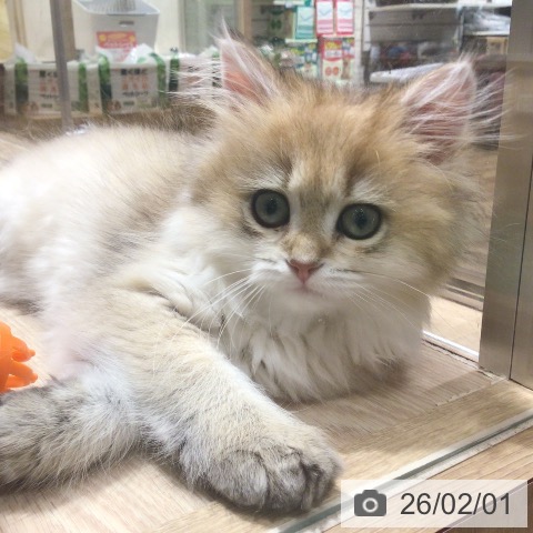 神奈川県のスコティッシュフォールド (ペットプラス 川崎ルフロン店/2025年11月12日生まれ/女の子/シェーデットゴールデン)の子猫の3枚目の画像