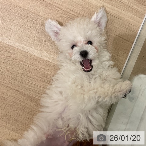 トイ・プードルの写真