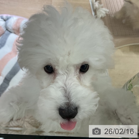 トイ・プードルの写真