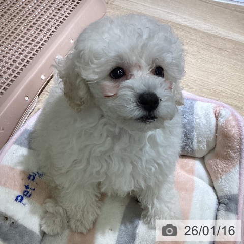 愛知県のトイプードル(トイ) (ペットプラス イオンモール豊川店/2025年11月10日生まれ/男の子/ホワイト)の子犬の3枚目の画像