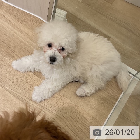 愛知県のトイプードル(トイ) (ペットプラス イオンモール豊川店/2025年11月10日生まれ/男の子/ホワイト)の子犬の3枚目の画像