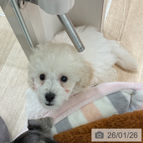 トイ・プードルの写真