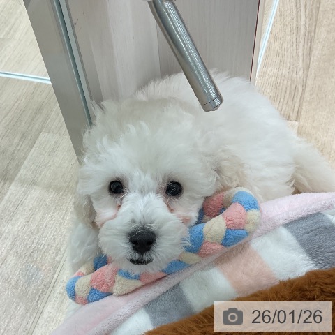 トイ・プードルの写真