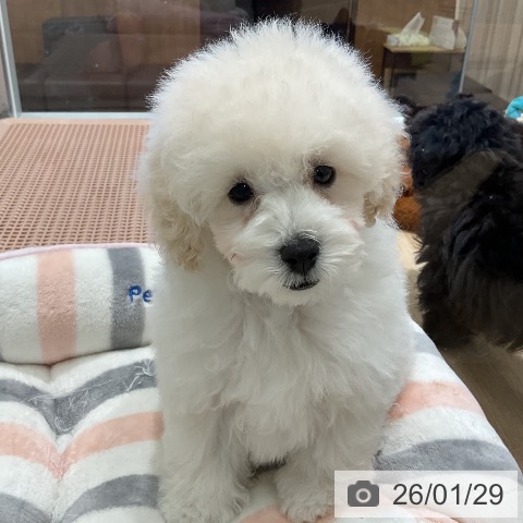 トイ・プードルの写真