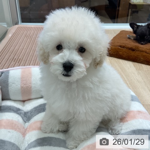 トイ・プードルの写真