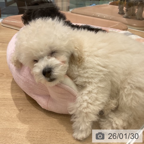 トイ・プードルの写真